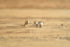 Piggy Bank Sterling Studs